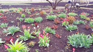 цветение тюльпанов в моем саду