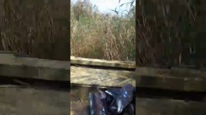 Болотоход 15 сил
