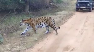 Jungal safari in kanha National park