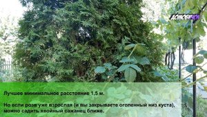 Можно ли Садить Розы Возле Хвойных - Розы И Хвойные - Соседство Роз и Туи