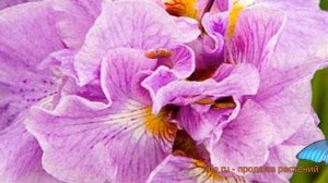 Ирис сибирский Пинк Парфе (iris sibirica pink-parfe) 🌿 обзор: как сажать, саженцы ириса Пинк Парфе