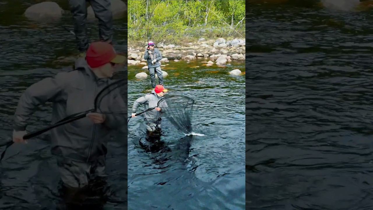 Сёмга- очень мощная и красивая рыба серебряного цвета #нахлыст #рыбалка #кольский #лумбовка #семга смотреть онлайн