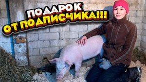 Долгожданный ПОДАРОК от подписчика! | Молодая Ферма
