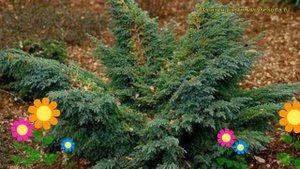 Можжевельник чешуйчатый Хуннеторп. Краткий обзор, описание juniperus squamata Hunnetorp