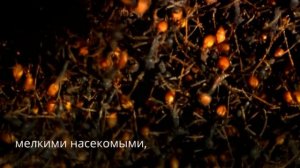 чем питается сова