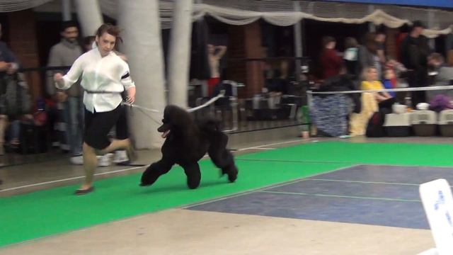 550 24.04.2022. Моно пуделей. Екатеринбург. PLUM BLOSSUM смотреть онлайн