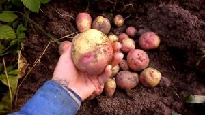 Картофель сорт Улыбка