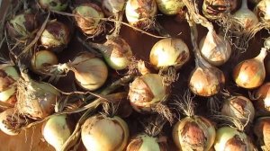 Больше не буду выращивать лук из севка.Лук Эксибишен и Глобо.