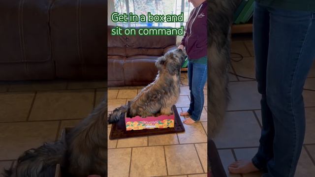 Wicket the Briard - get in a box and sit on command #clickertraining #trickdogs #dogtricks