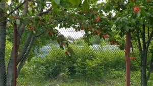 Звуки животных Корова лошадь курицы козы