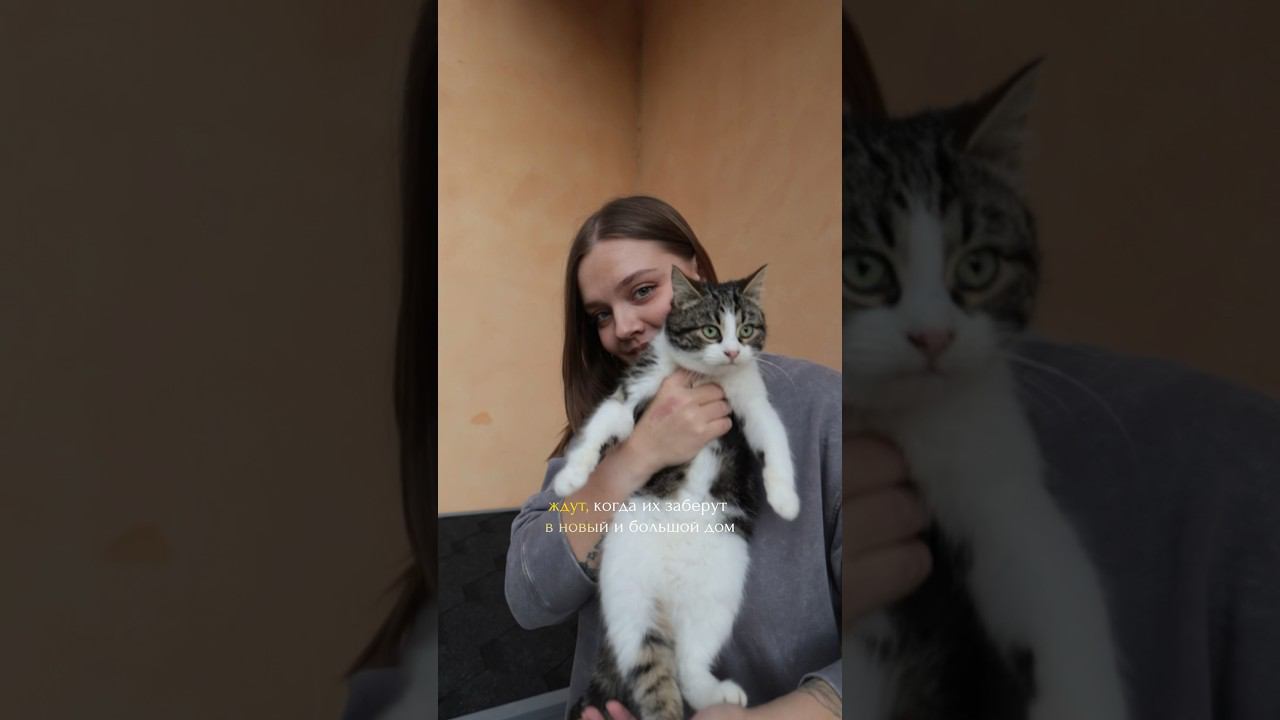 Делайте добро  #помощь #бездомныекошки #котики #животные #добро #помогатьлегко #котывоители