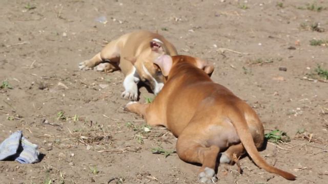 Стаффы Вивьен и Гайда)) GaidJewel's смотреть онлайн