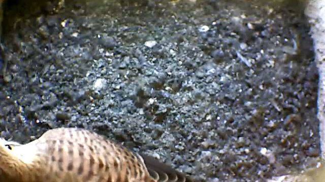 From Internet Camera(Turmfalken[03:1A:A5])2014/06/26,09:49:33_D смотреть онлайн