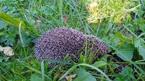 Еж в огороде