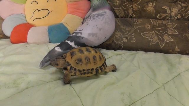 СУХОПУТНАЯ ЧЕРЕПАХА/ НАСТОЯЩИЙ ПАЦАН/ Я ПРИЧИНЯЮ ЕМУ БОЛЬ? смотреть онлайн