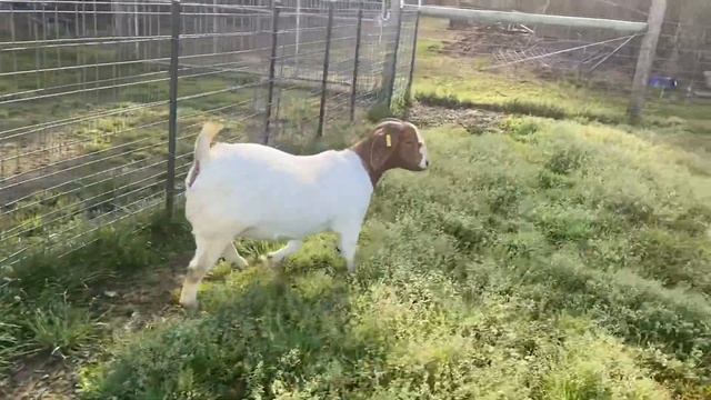 Lot 17 Georgia peach 2021 смотреть онлайн