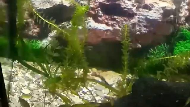 Аквариумные рыбки и звуки воды с расслабляющей музыкой для медитации и отдыха. смотреть онлайн