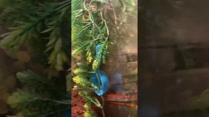 Что нужно для содержания Анолисов