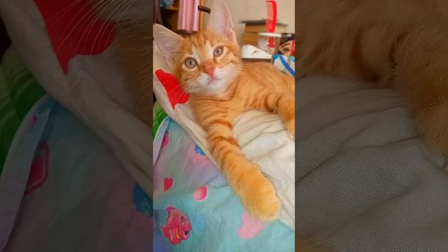 вторник чем занят рыжик