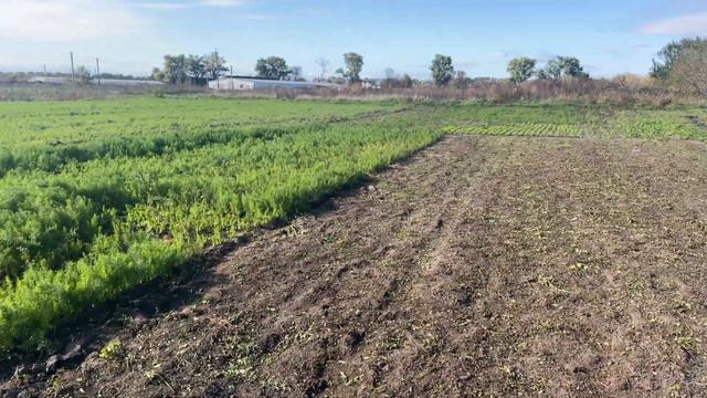 Сидерати на зиму . Овес та жито для родючості грунту смотреть онлайн