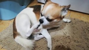 Фунтик прячет заначки