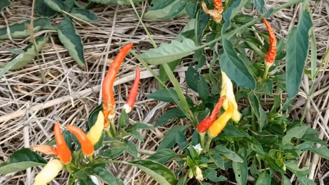 Перец чили "Сувенир". Мелкий, но жгууучий, очень острый! смотреть онлайн