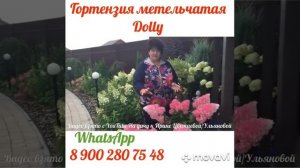 Гортензия метельчатая Долли в наличии продаю