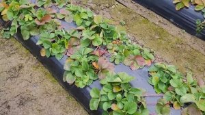 Прием заказов на весну 2022, Клубника, малина ,ежевика , и рассада ФРИГО!