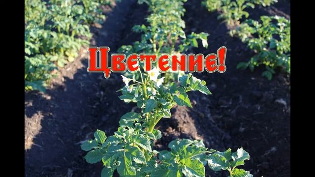 Выращивание картофеля (Ред Скарлет)2018/Вырошчванне бульбы/Вирощування картоплі смотреть онлайн