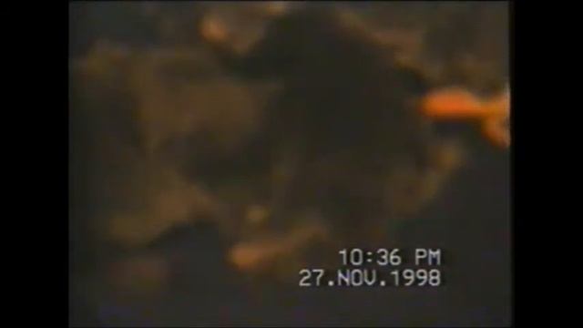 Vintage Cat Роды у кошки Счастливая мама и заботливый папа смотреть онлайн