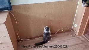 Смотреть видео как кошка Муча Пуча играет с лазерной указкой.mp4