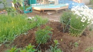 Хочу на Дачу. Лето-2022. Утепление фасада дачного домика.