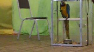 Попугай какаду защищает и громко кричит./The cockatoo parrot protects and screams loudly.