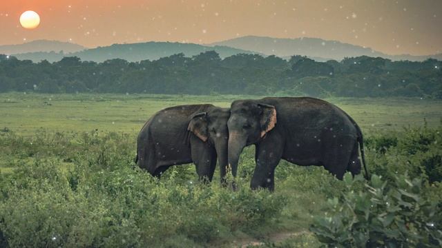 Elephant Spirit Guide - Ask the Spirit Guides Oracle Totem Animal - Power Animal - Magical Crafting смотреть онлайн