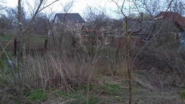 Кубань. Первые цветы весной, цветущие деревья и кустарники