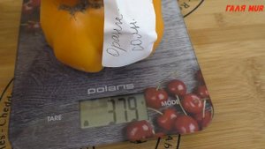 Чудо томат ОРАНЖЕВОЕ СОЛНЦЕ