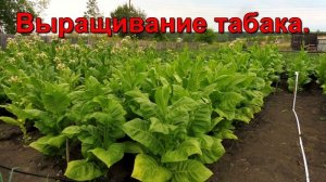 Обзор Плантации Курительного Табака и новый способ полива - арык.