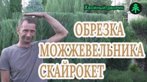 Можжевельник скальный Скайрокет обрезаем,чтобы не погубил ветер,делаем живую изгородь!