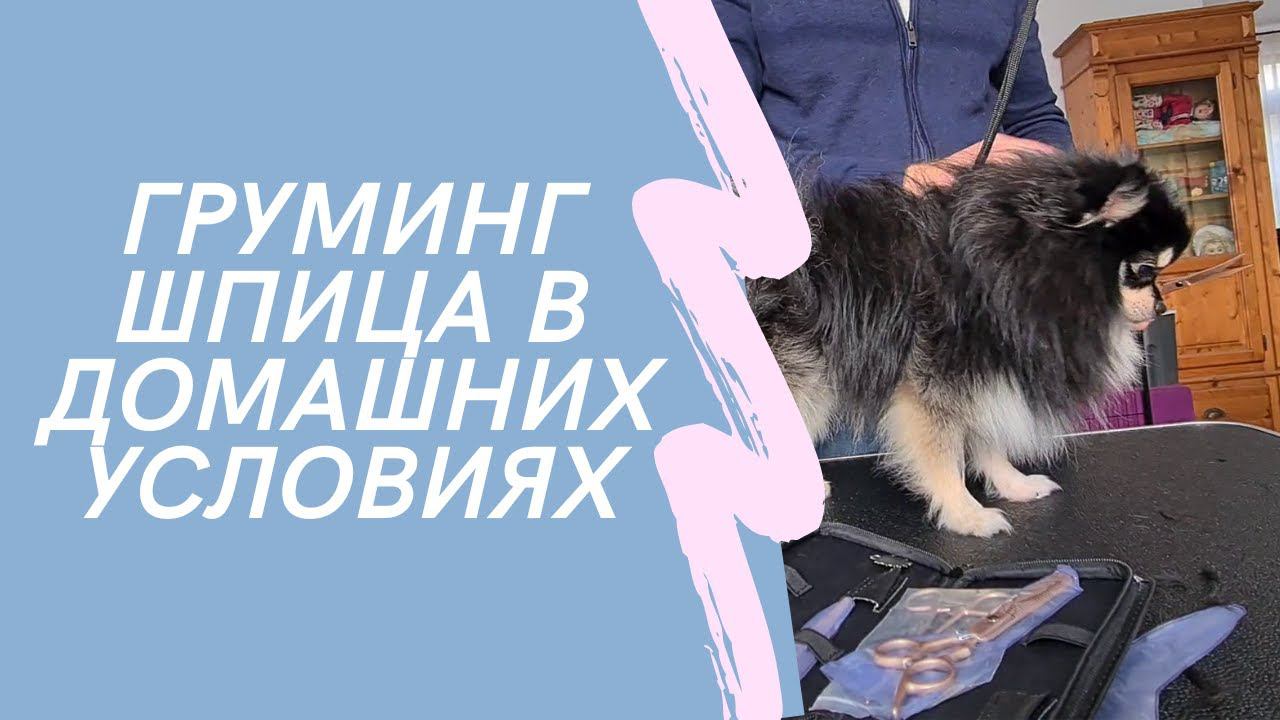 Груминг Шпица Зорро - Мытье, Вычесывание и Колтуны. Гигиеническая Стрижка.