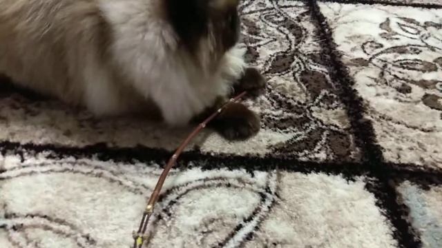 СМЕШНОЙ КОТ:)) Голубоглазый Персидский кот ИГРАЕТ:))