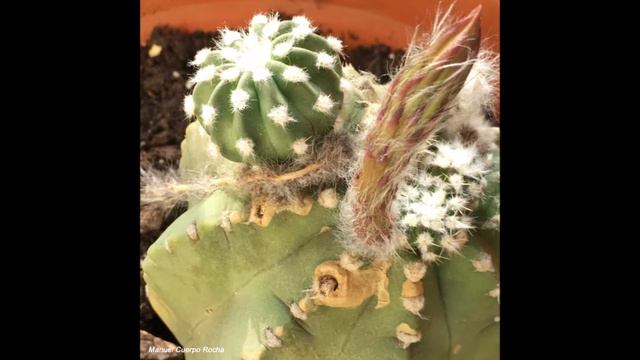 Cactus Echinopsis subdenudata y la efímera vida de su flor