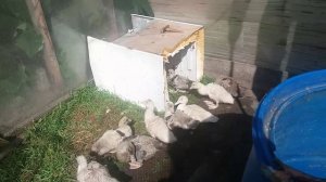 Индоутята на прогулке.  Когда можно отсаживать курицу?от цыплят?.