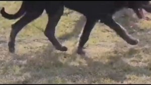 Самые большие собаки в мире