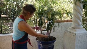 How To Work With A Burro's Tail Sedum Without The Leaves All Falling Off / Joy Us Garden