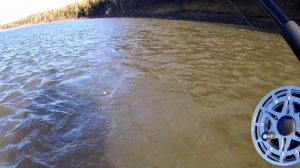 Ловля хариуса в мутную воду ☝Рыбалка на реке Бия