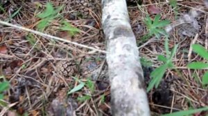 Проволочная пила-струна Tramp