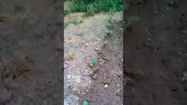 Высаживаем рассаду в грунт. Мои перчики, баклажаны!