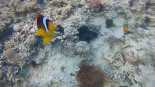 Морские ежи, крылатка-зебра и амфитрионы смотреть онлайн