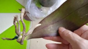 Реанимирую детку орхидеи, осталась с одним листом!