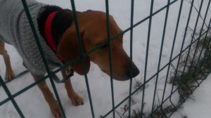 Пёс Тотоша и Гончая Шиллера очаровашка Шэрри, подружка Пумы